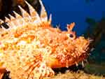 Scorpionfish on El Sech wreck